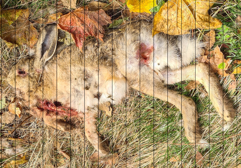 crow-eaten-rabbit.jpg