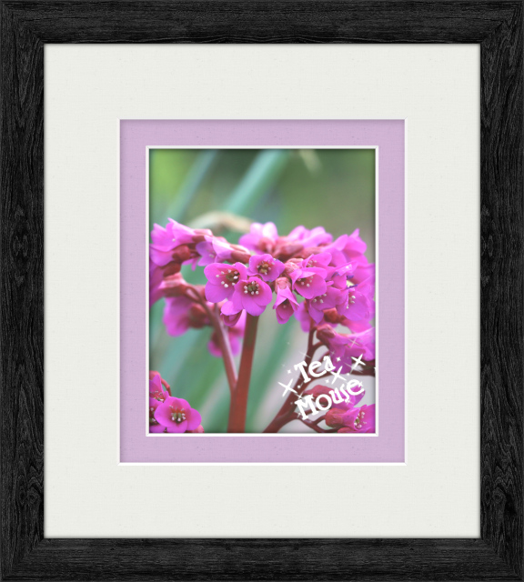 GC-8x10 black duotone soft purple.jpg
