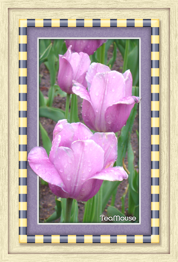 GC - 7 x 4 Checker Gold-Dk Gray Soft Lavander.png