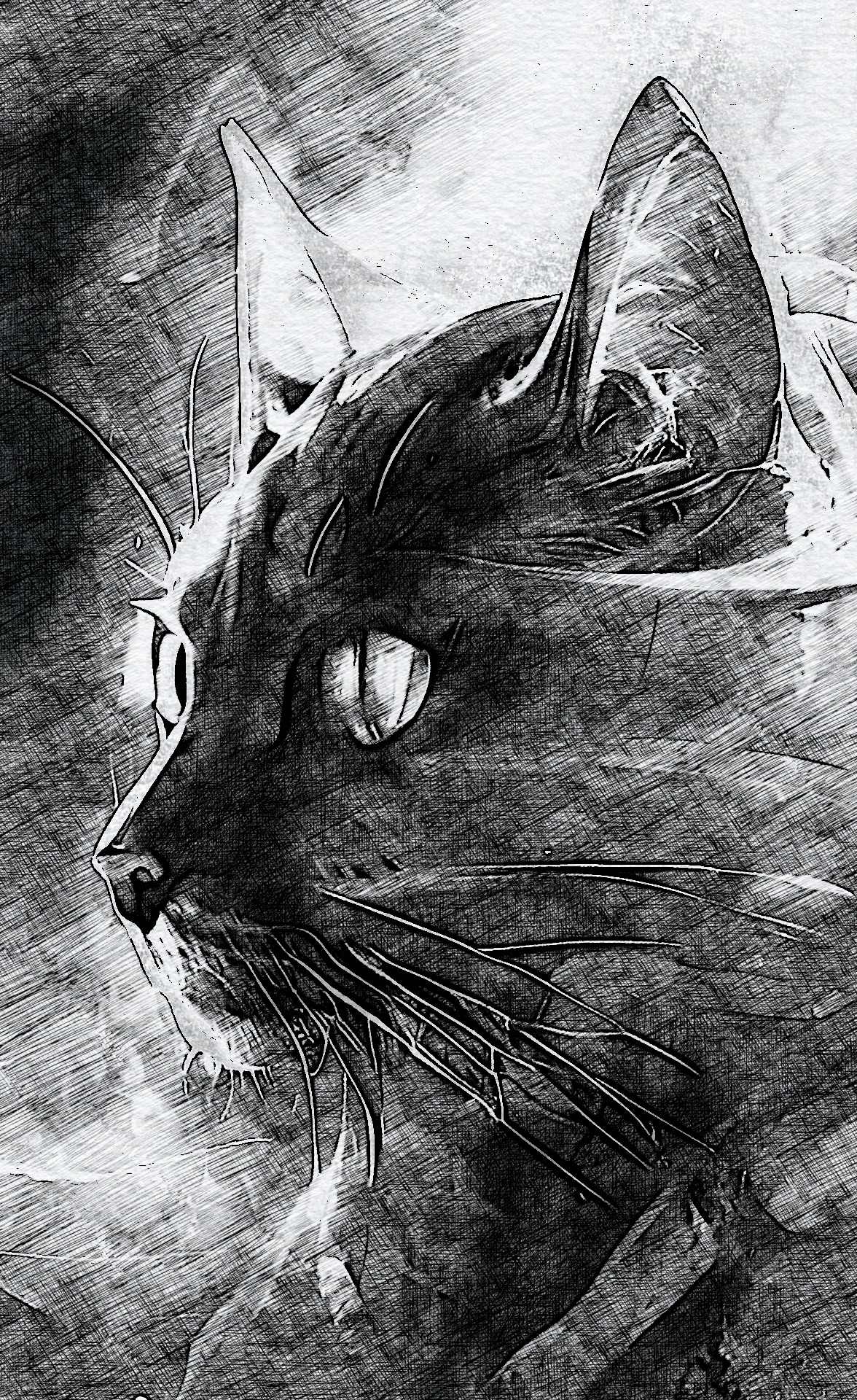 Cat-CrossSketch_Issa.JPG