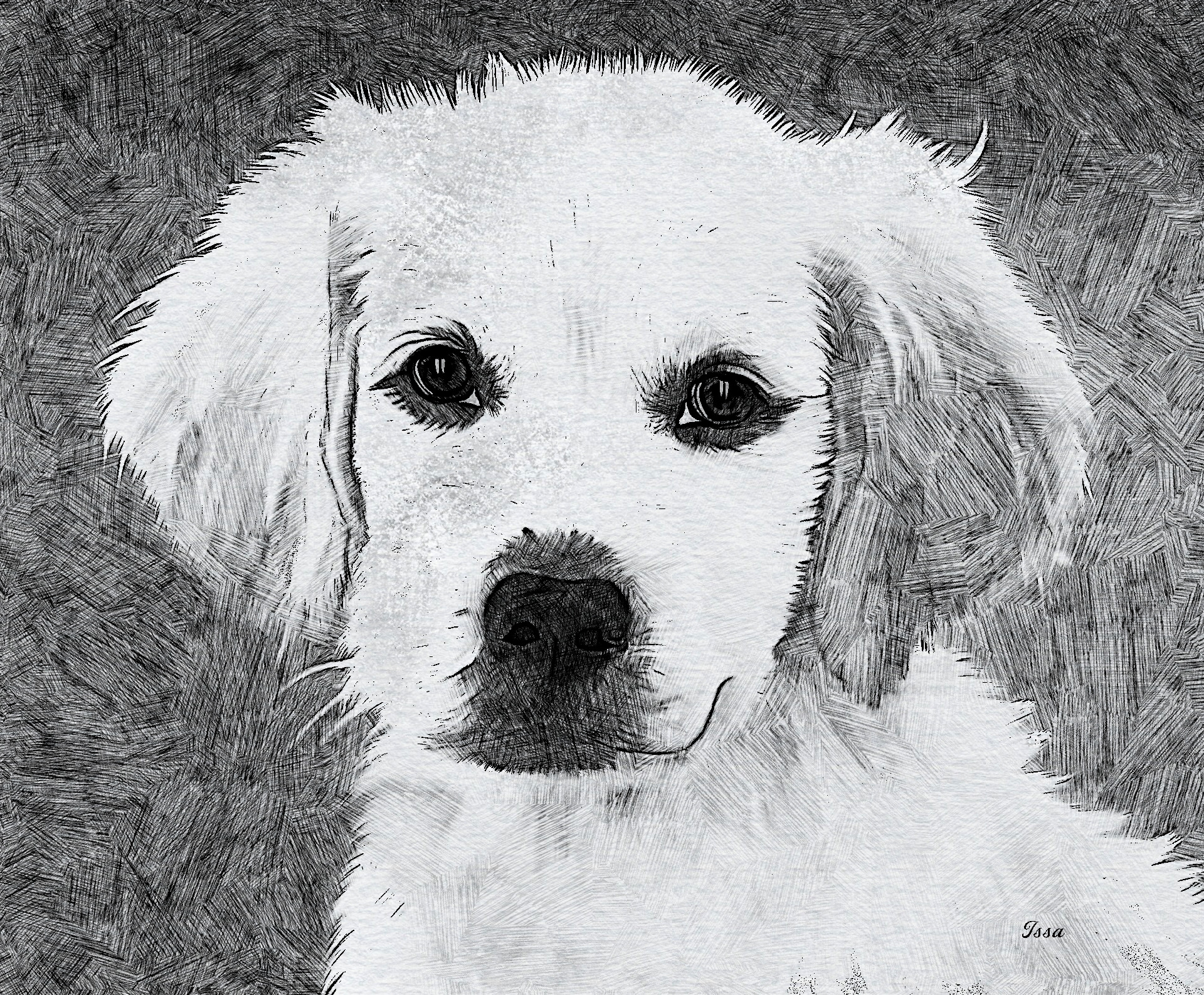 Retriever_Labrador_CrossSketch_Outcome_Issa.jpg