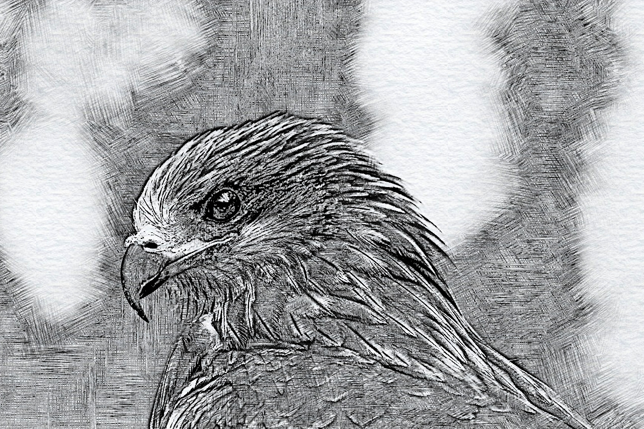 black-kite_Cross Sketch_Issa.jpg