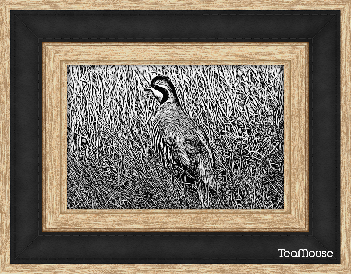 GC - Bird-Filter-Sketch-BW.png