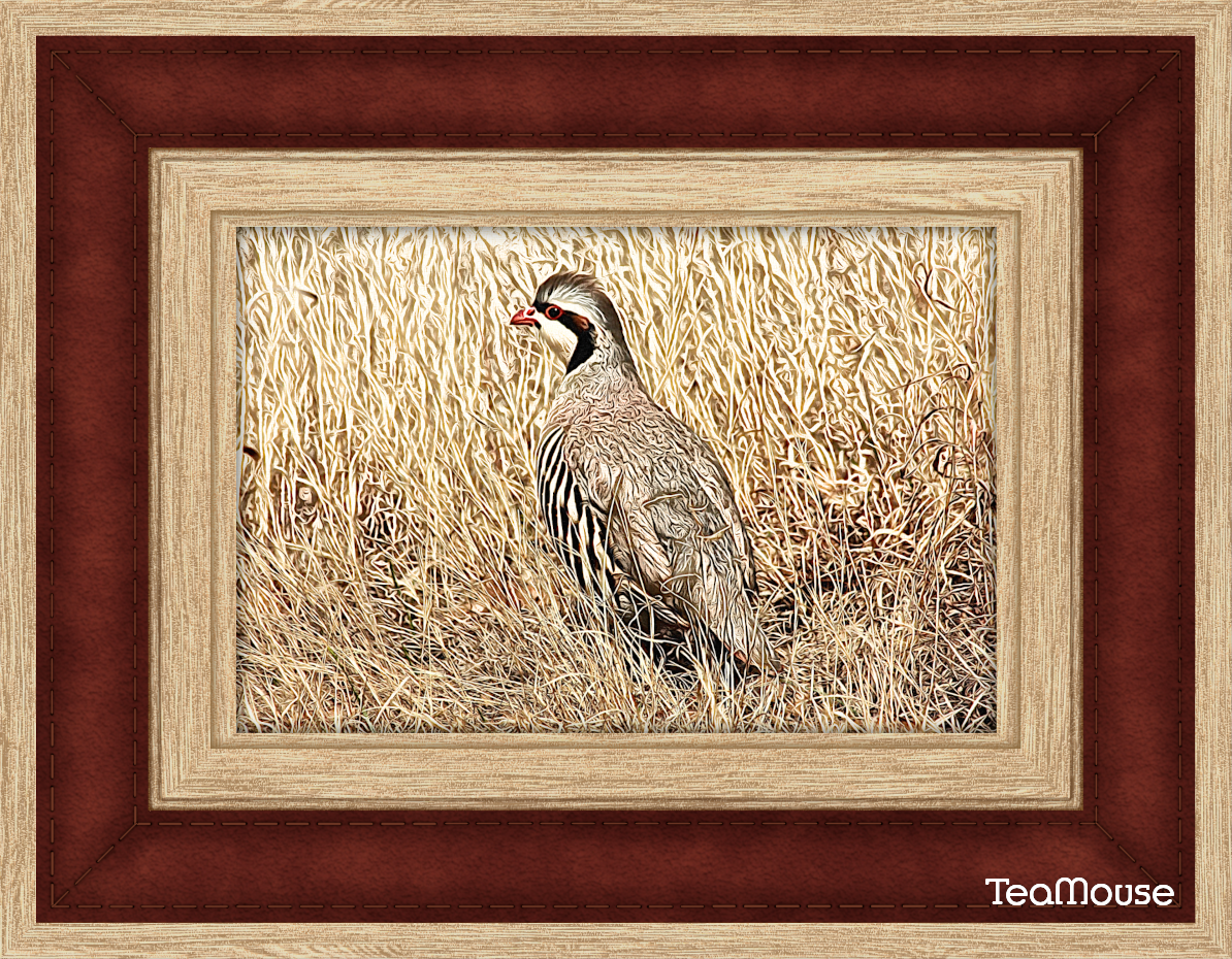 GC-Bird-Filter-Sketch-Color.png