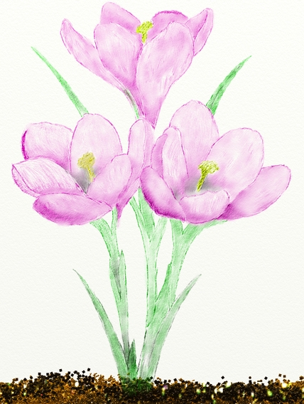 crocus.jpg