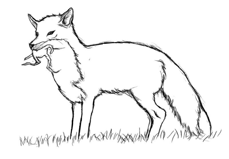 fox.png