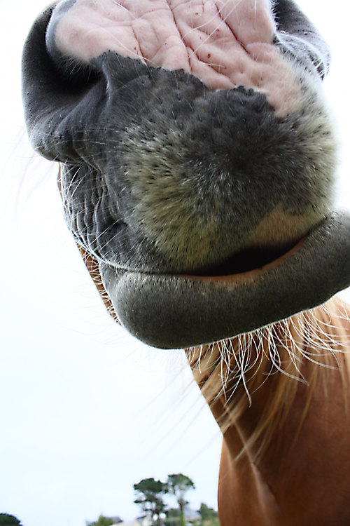 HorseKiss.jpg